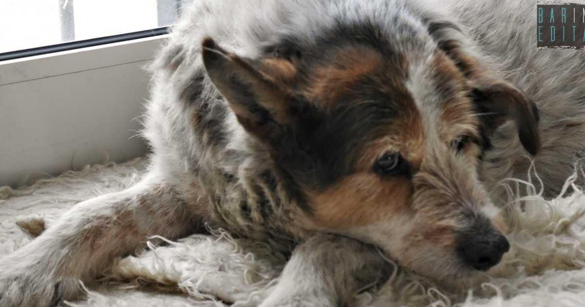 Bianco, mite ed affettuoso: � l'amatissimo Rufus, "re" della stazione di Molfetta